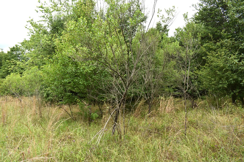 New Hope Road, Dawson, Georgia image 5