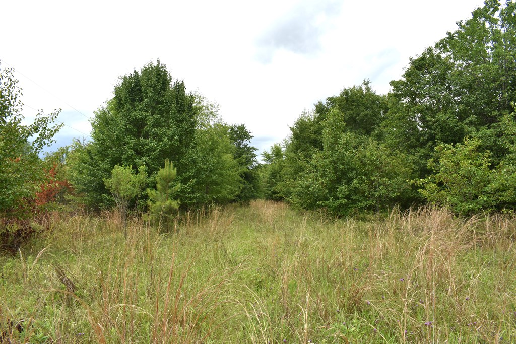 New Hope Road, Dawson, Georgia image 7