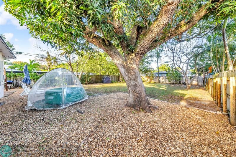Backyard with Mango shade tree.