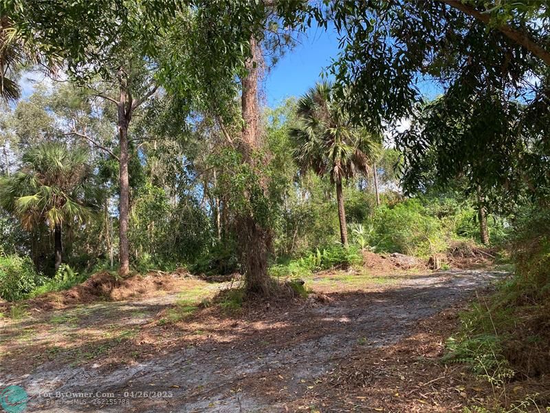This older photo, right side of this lot newly graveled around tree, beautiful palm trees and pines trees abound