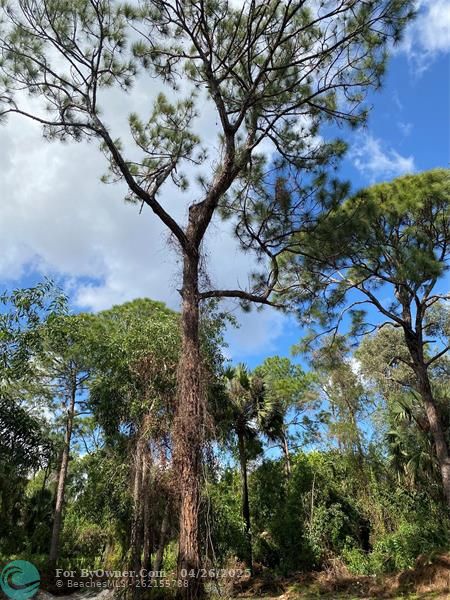 Awesome tree lined property for shade and beauty