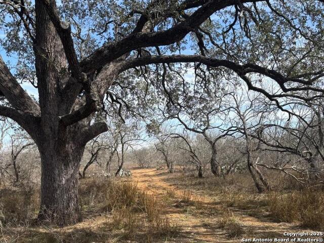 946 County Road 2863, Bigfoot, Texas image 14