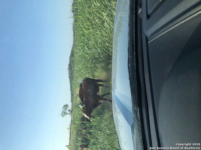 County Road 579, Castroville, Texas image 12