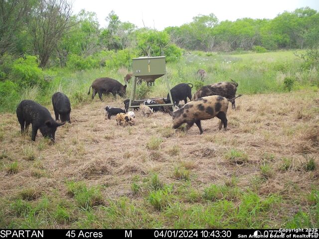 3305 Cr 129, Pawnee, Texas image 6