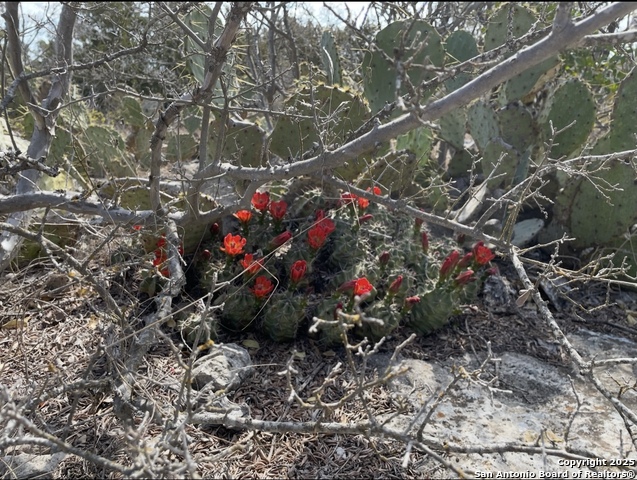 0000 Rocksprings, Rocksprings, Texas image 6