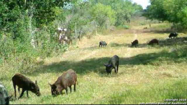 1775 County Road 405, Karnes City, Texas image 5