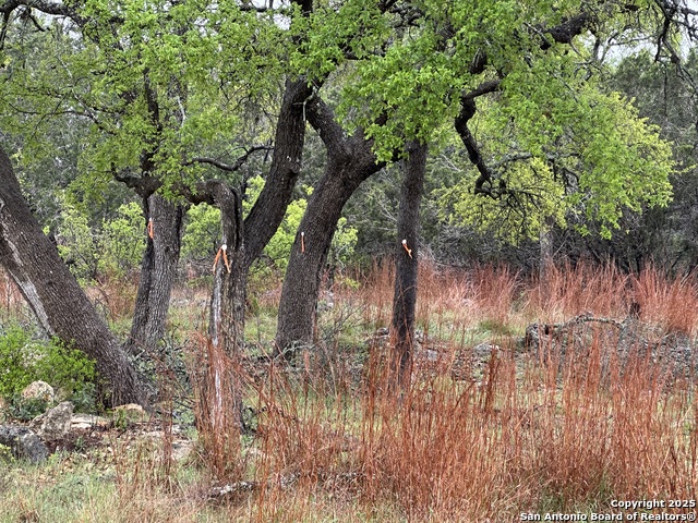 117 N John Bird, Blanco, Texas image 4