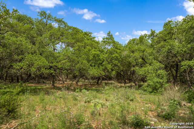 25139 Callaway, San Antonio, Texas image 3