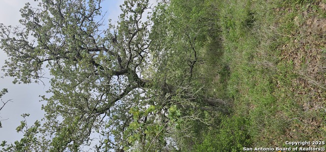 Stacey, Poteet, Texas image 21
