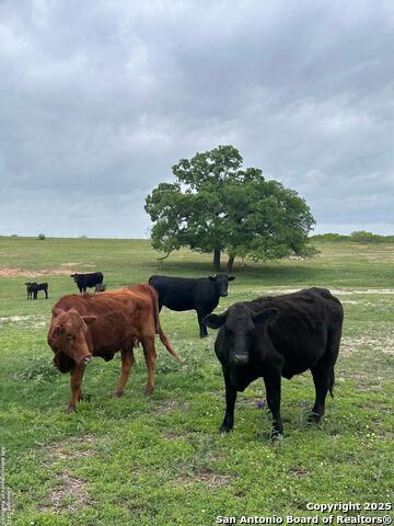 TBD (TRACT 2) W Gates Valley, Poteet, Texas image 1