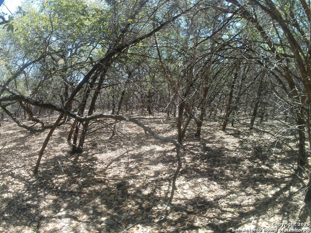 Mandelane, Selma, Texas image 12