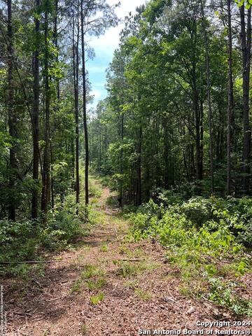 521 County Road 1759, Linden, Texas image 25