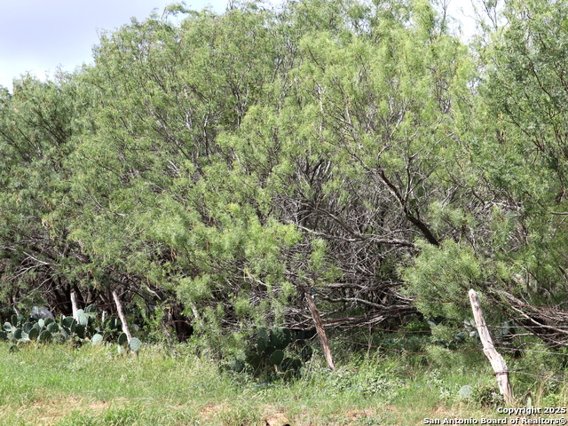 111 County Road 2660, Devine, Texas image 5