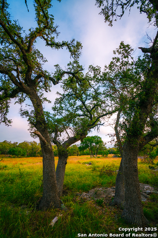 000 Running Buck, Spring Branch, Texas image 4