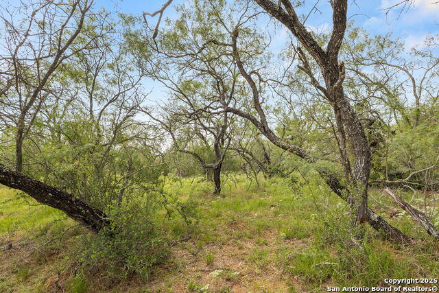11682 Fm 466, Seguin, Texas image 10