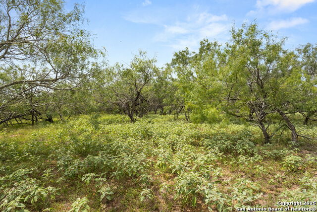 11682 Fm 466, Seguin, Texas image 12