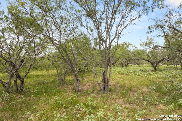 11682 Fm 466, Seguin, Texas image 3