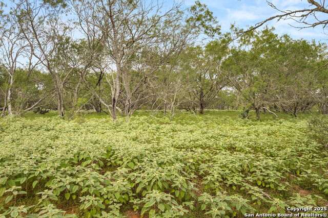 11682 Fm 466, Seguin, Texas image 6