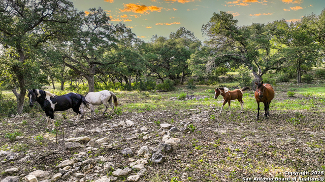 543 Narrows, Blanco, Texas image 37