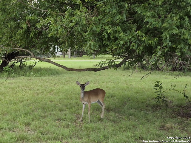 LOT 6 Antler Cir, Bandera, Texas image 8