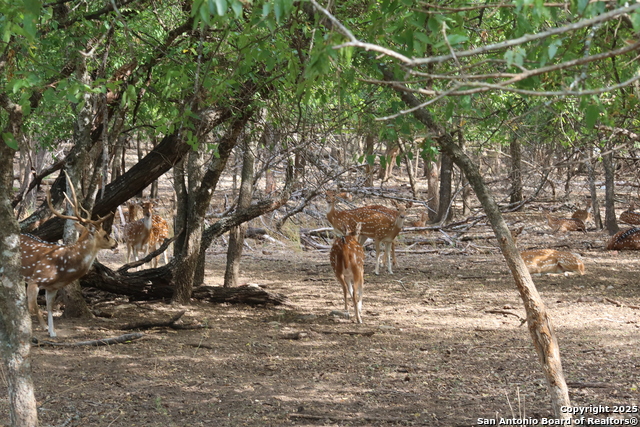 LOT  23 Cypress, Bandera, Texas image 3
