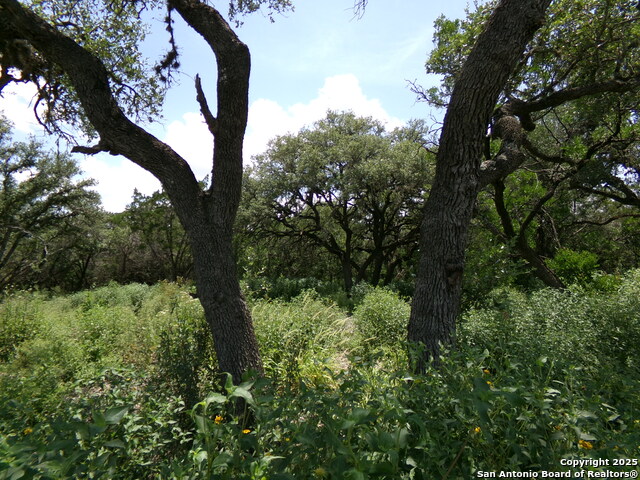 1881 Grand Oaks, Hondo, Texas image 12