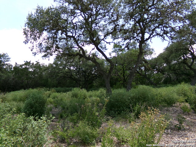 1881 Grand Oaks, Hondo, Texas image 5