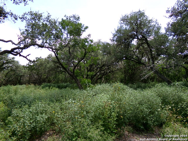 1881 Grand Oaks, Hondo, Texas image 7