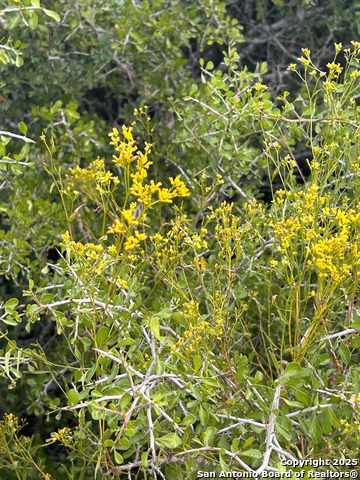 TBD Hackberry Dr, Beeville, Texas image 16