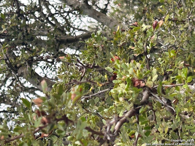 TBD Hackberry Dr, Beeville, Texas image 18