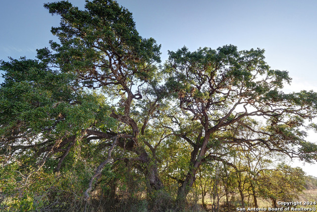 1877 Luna Street, New Braunfels, Texas image 11