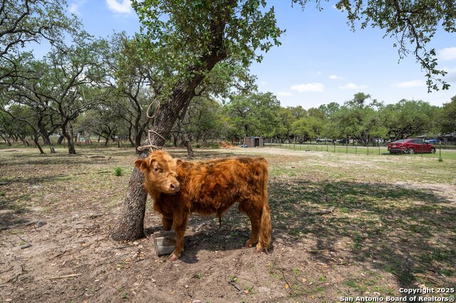 157 County Road 6816, Natalia, Texas image 31