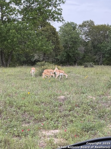 494 Flash Circle, Luling, Texas image 37