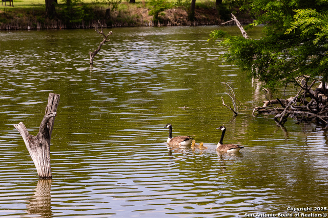 194 N Wood Duck, Kerrville, Texas image 44
