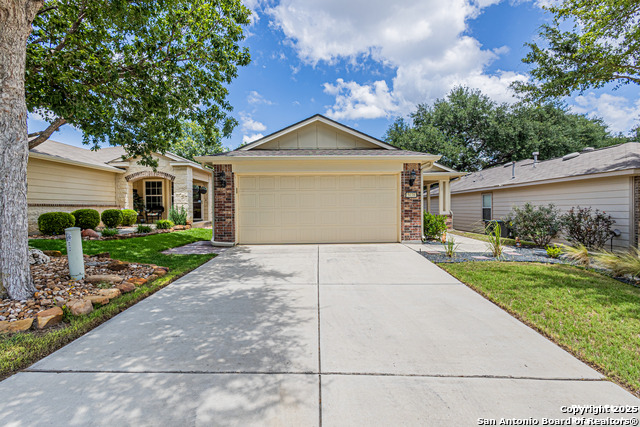 5038 Sandhill Crane, San Antonio, Texas image 2