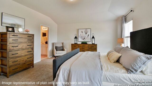 271 Squacco Heron, San Antonio, Texas image 13
