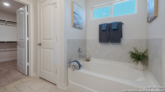 227 Squacco Heron, San Antonio, Texas image 10
