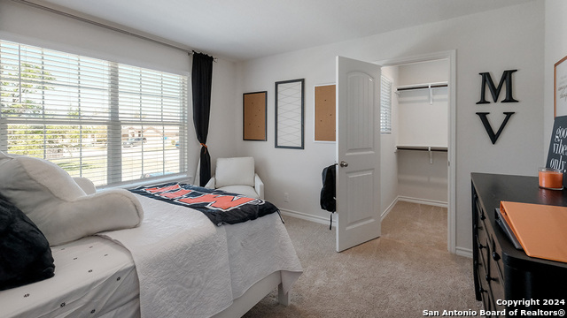 227 Squacco Heron, San Antonio, Texas image 17