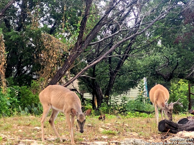 1110 Twin Deer, Canyon Lake, Texas image 27
