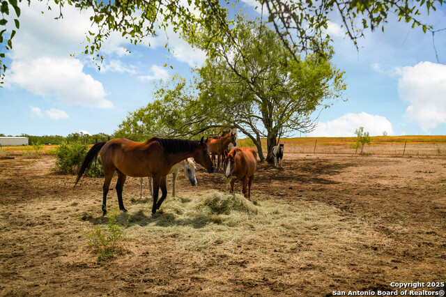3481 State Highway 97, Floresville, Texas image 22