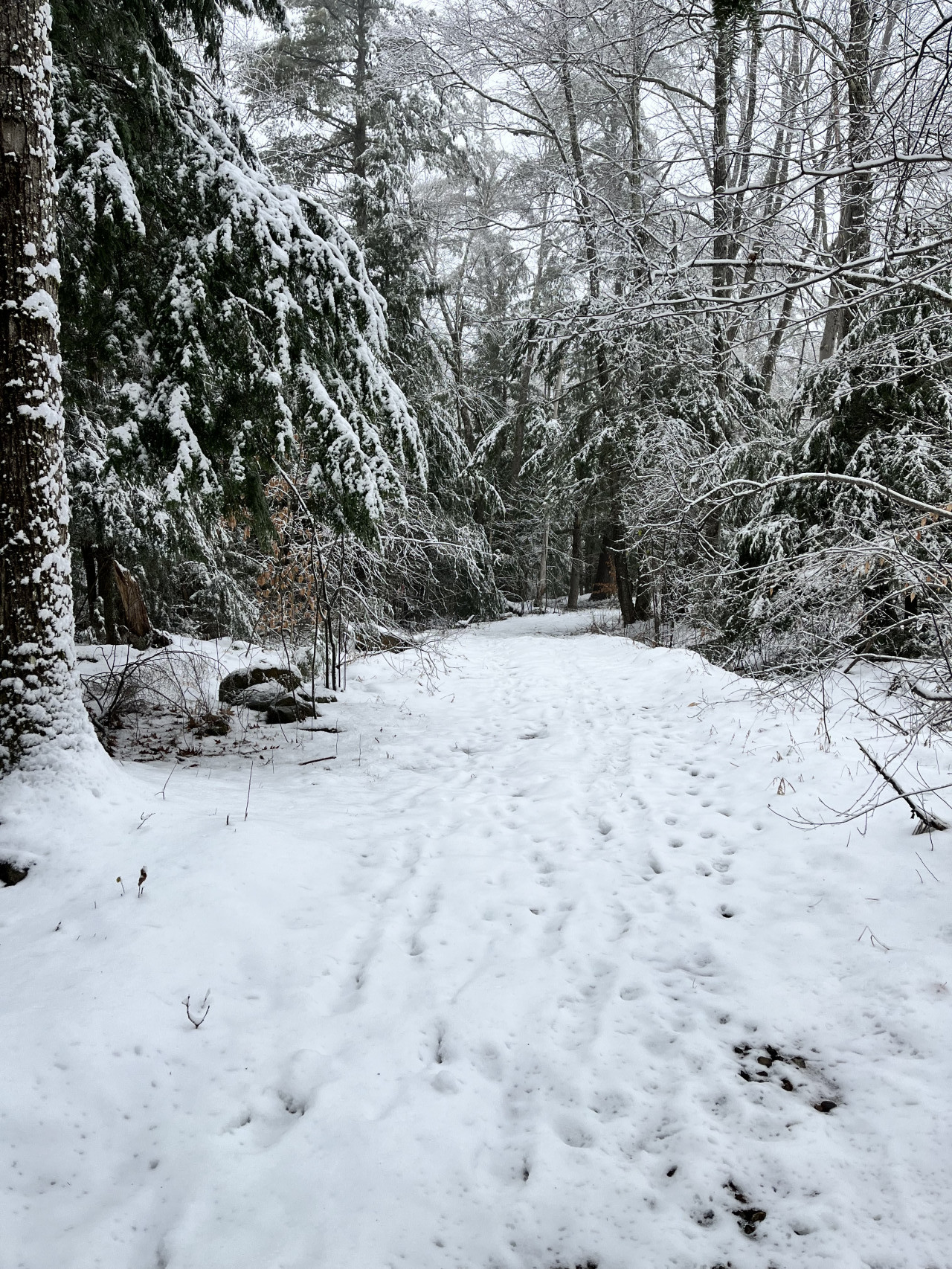 Bryant Road  (Tax Map 236.1.11), Jaffrey, New Hampshire image 7