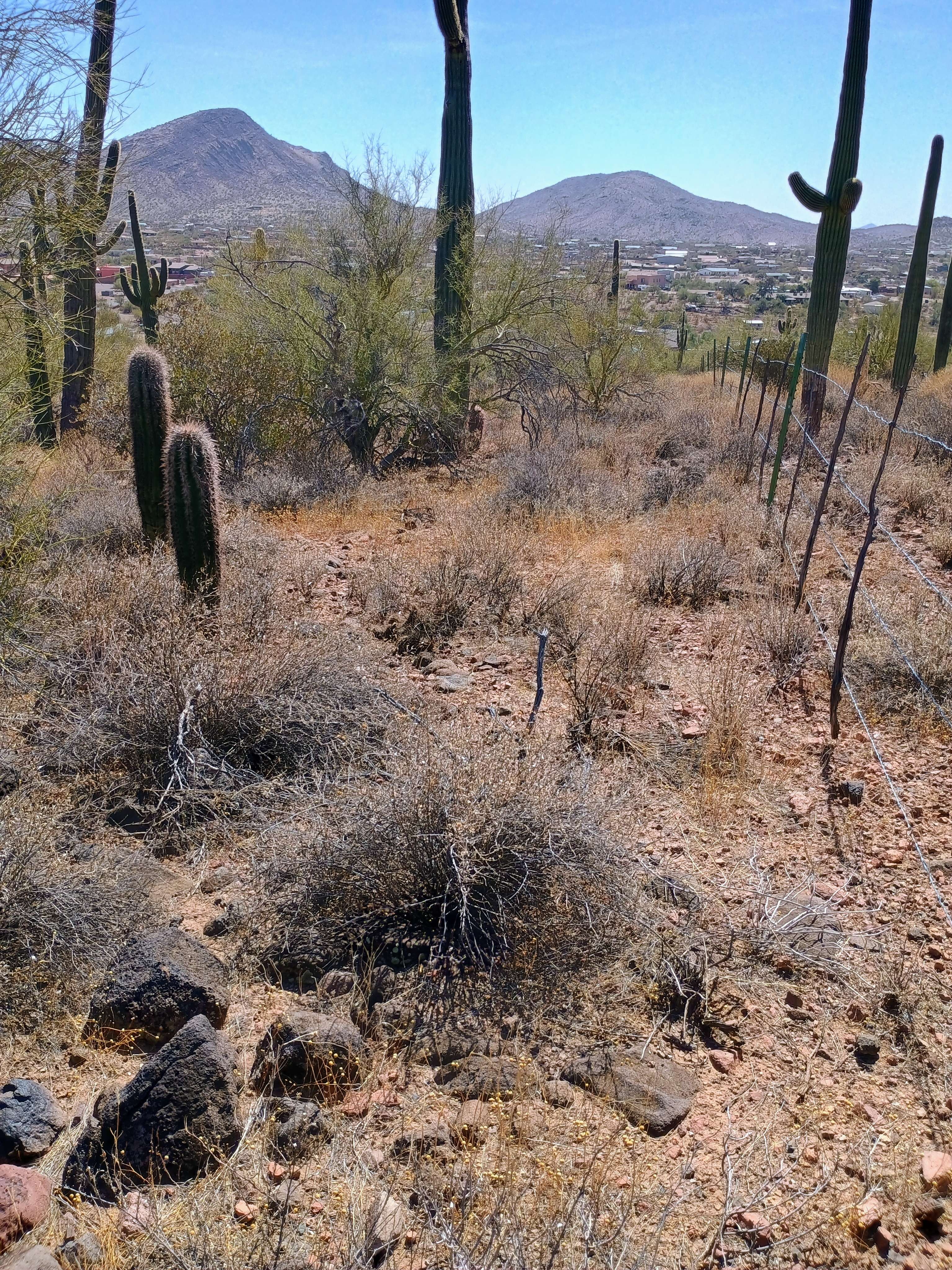1731 East Gaffney Road, Phoenix, Arizona image 2